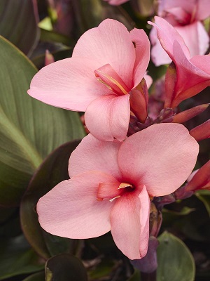 CANNA Cannova Bronze Peach